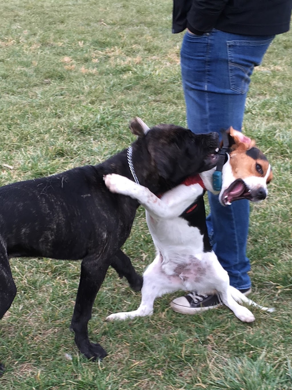 Dogs at Kats | 9404 Danforth Rd E, Cobourg, ON K9A 4J8, Canada | Phone: (905) 396-5287