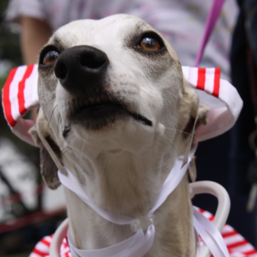 Animal Hospital of Chesterfield | 32179 23 Mile Rd, Chesterfield, MI 48047, USA | Phone: (586) 725-7900