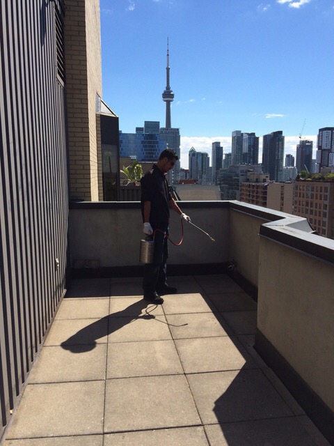 Contact Pest Control | 1955 Victoria Park Ave #10, Scarborough, ON M1R 0C9, Canada | Phone: (647) 709-4856
