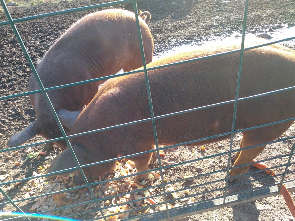 Rosien Farm | 1434 McLachlan Rd, White Lake, ON K0A 3L0, Canada | Phone: (613) 913-5009