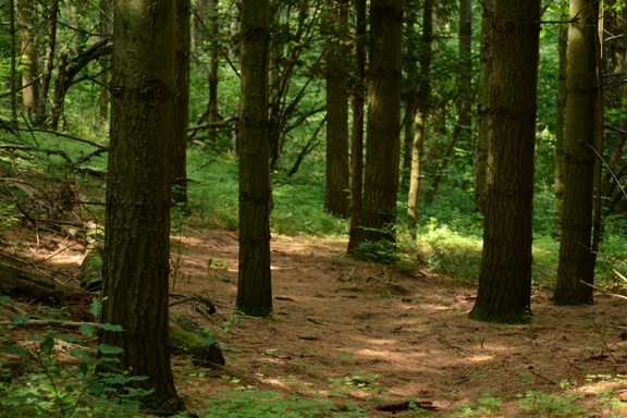 George G. Newton Nature Reserve | Kitchigami Rd, Goderich, ON N7A 7X3, Canada | Phone: (800) 440-2366