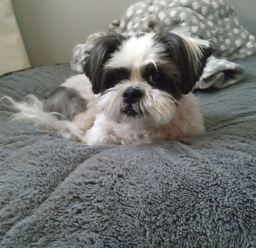 Kanata Dog Sitter & Walker | 243 Tandalee Crescent, Kanata, ON K2M 0A1, Canada | Phone: (613) 663-5702