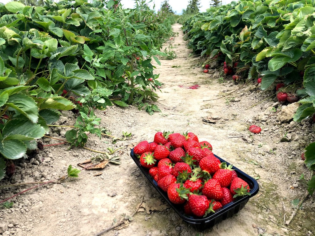 Emma Lea Farms 2727 Westham Island Rd, Delta, BC V4K 3N2, Canada