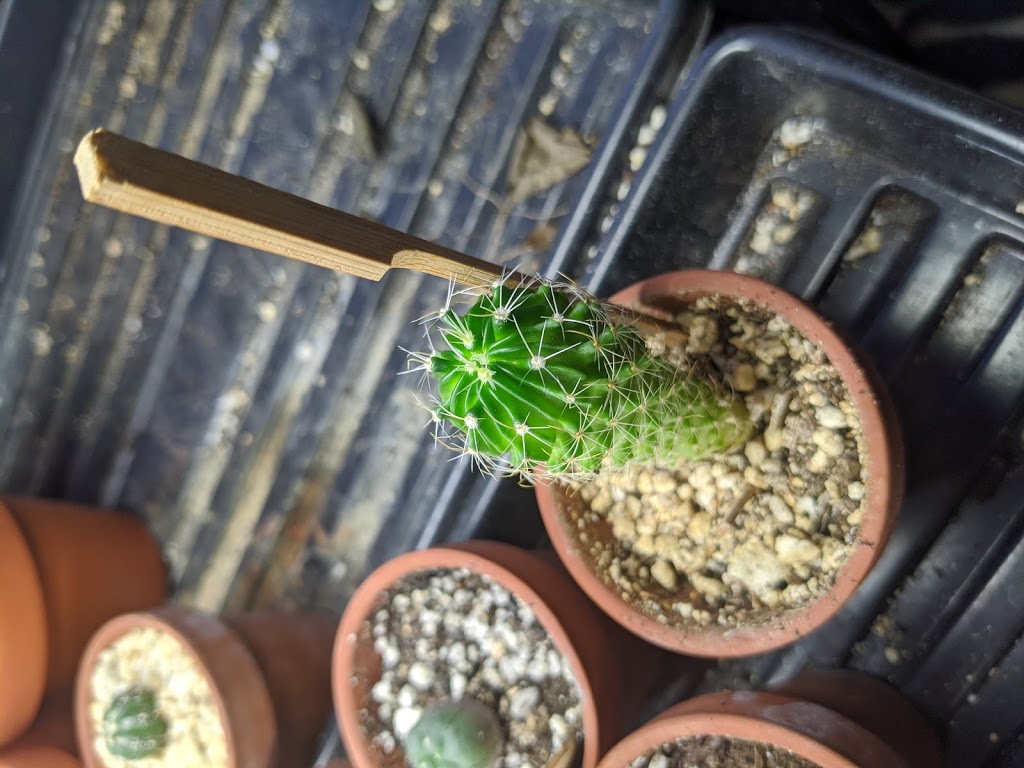 Cactus Land | 15 Owlshead Rd, Ashton, ON K0A 1B0, Canada | Phone: (613) 298-4905