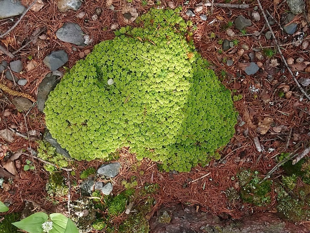 Halte du marécage des Scots | Chemin de Franceville, Scotstown, QC J0B 3B0, Canada