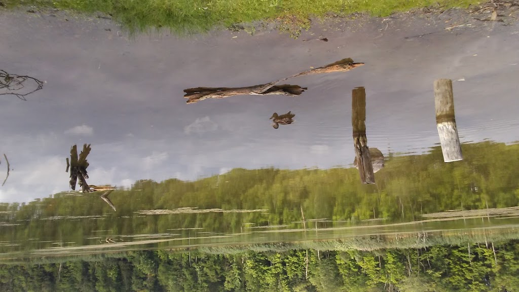 Sinking Pond Wildlife Sanctuary | East Aurora, NY 14052, USA