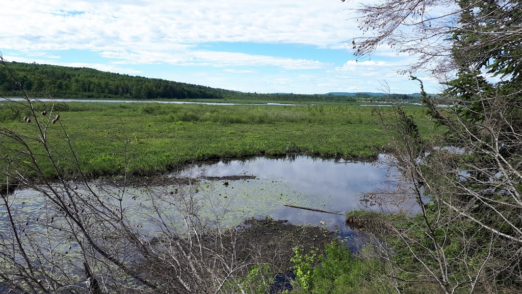 Marais de Ste-Catherine-de-Hatley | Sainte-Catherine-de-Hatley, QC J0B, Canada