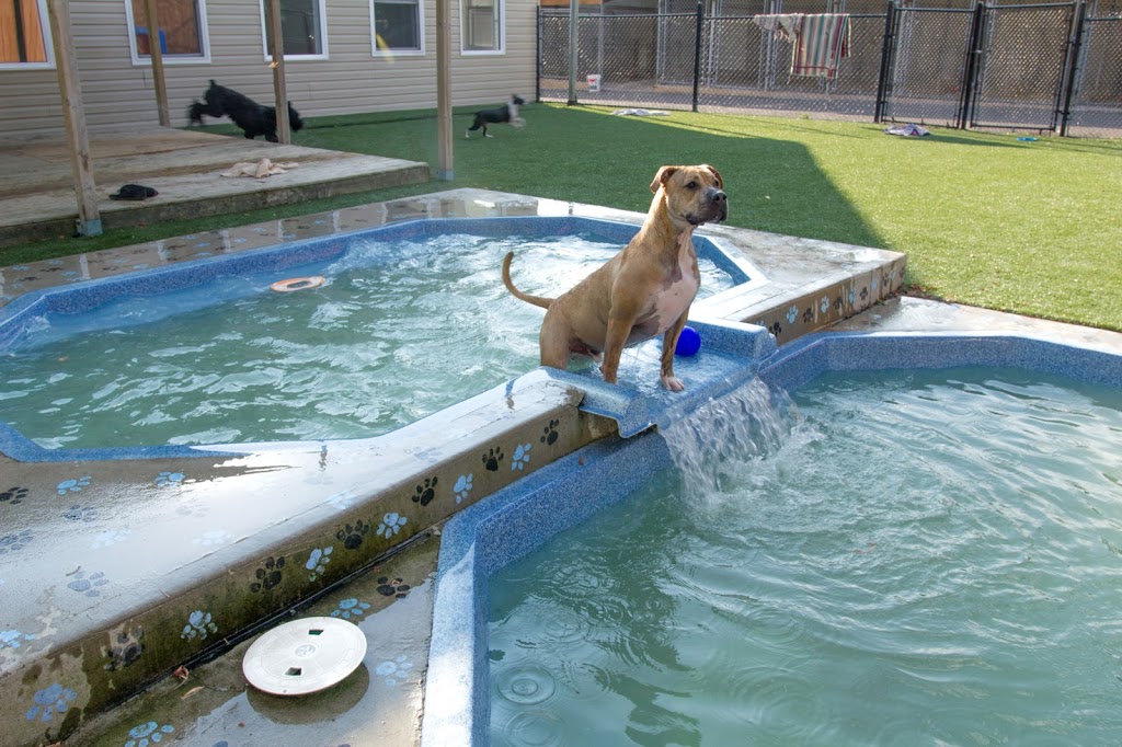 Redwood Pet Resort | 7594 Auburn Rd, Milton, ON L9E 0T7, Canada | Phone: (905) 878-9410