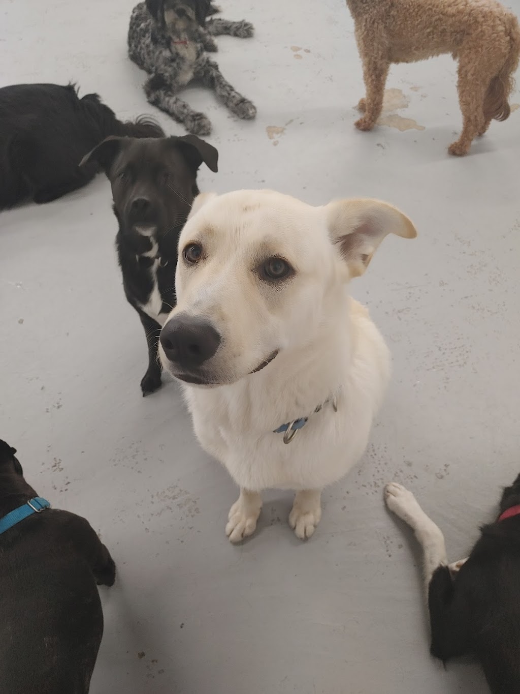 Paws Unleashed Winnipeg Ltd. | 1107 Fife St, Winnipeg, MB R2X 2M8, Canada | Phone: (204) 955-0011