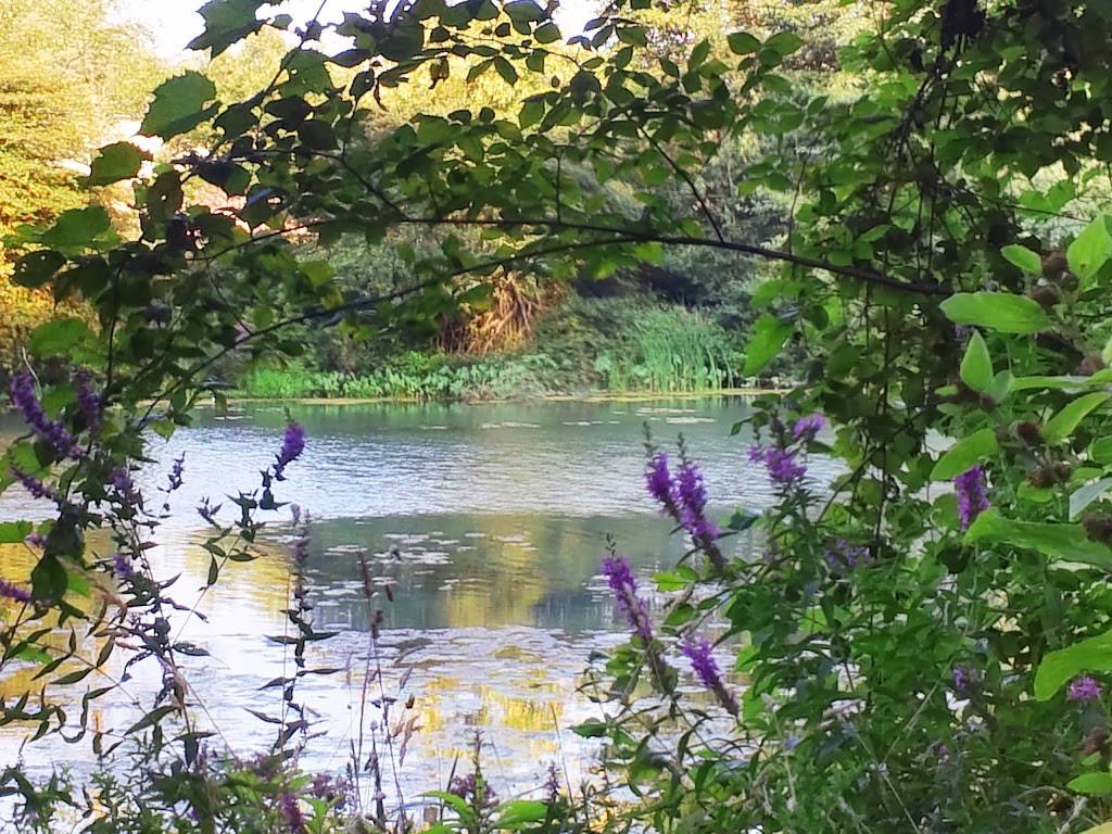 Dog Walking Island | 52 14150, 60 Creekside Dr, Tonawanda, NY 14150, USA