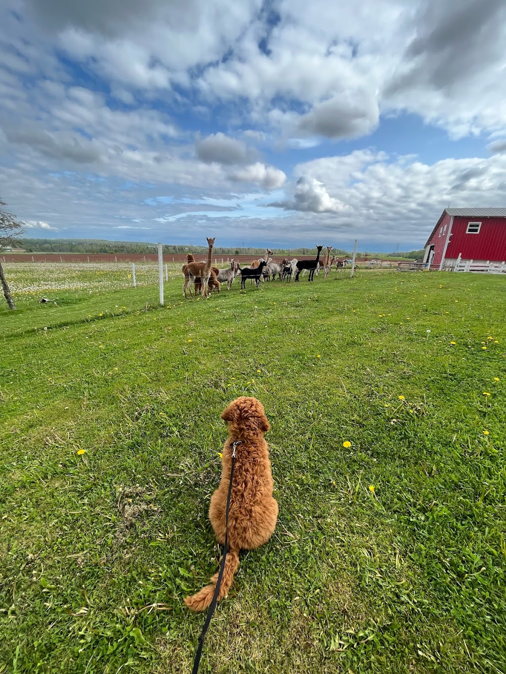 Island Hill Farm | 351 Route 225, Hampshire, PE C0A 1Y0, Canada | Phone: (902) 218-1673
