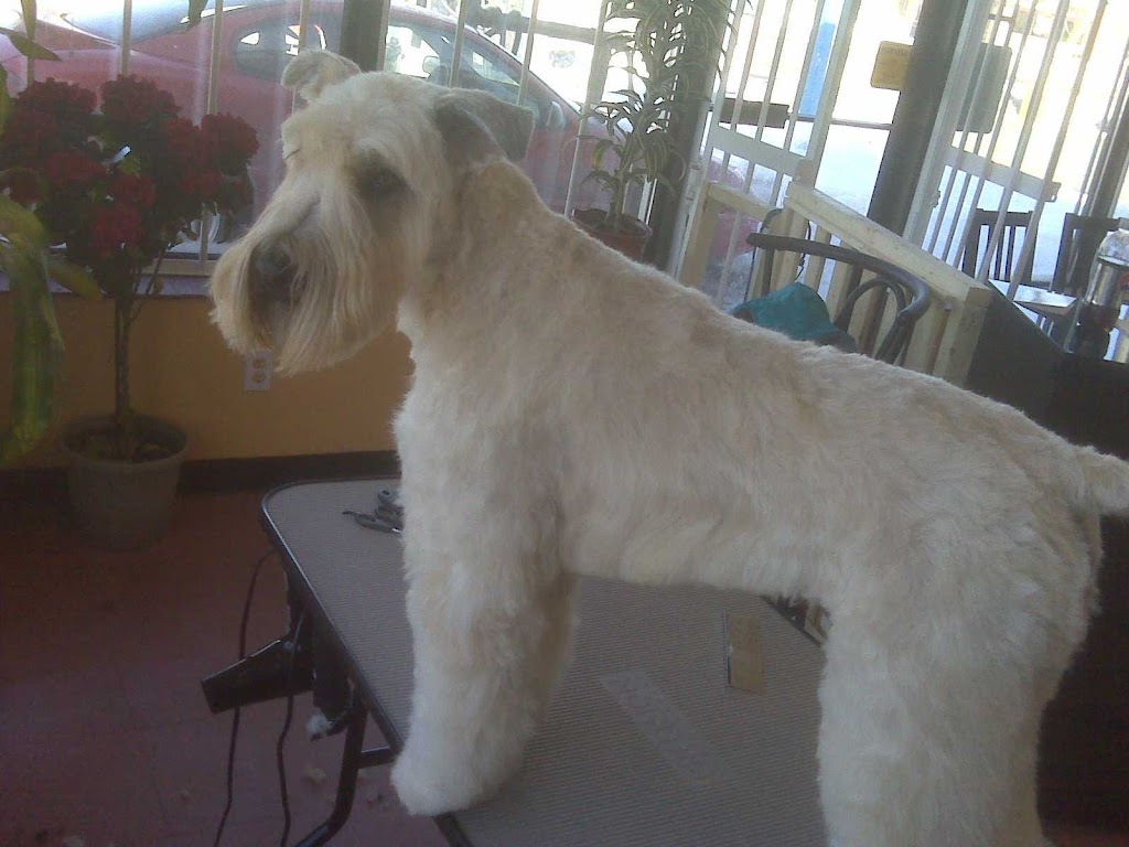 Paw-las Pride And Groom | 41 Rymal Rd W, Hamilton, ON L9B 1B5, Canada | Phone: (905) 388-5930