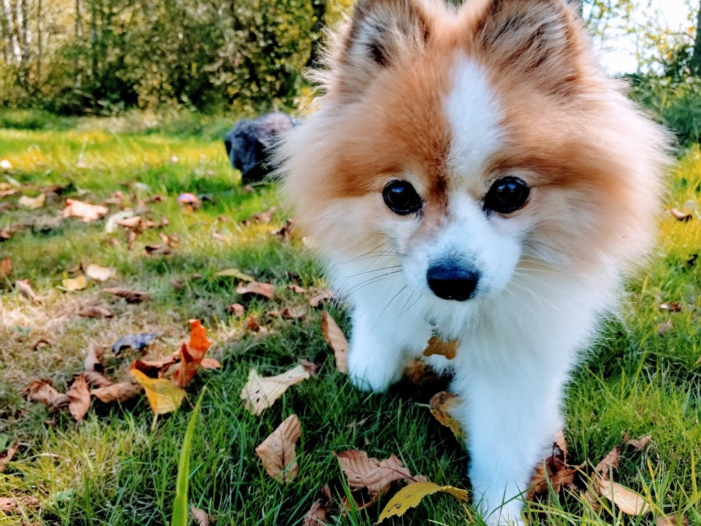 Guildford Animal Hospital | 9547 152 St, Surrey, BC V3R 5Y5, Canada | Phone: (604) 588-2626