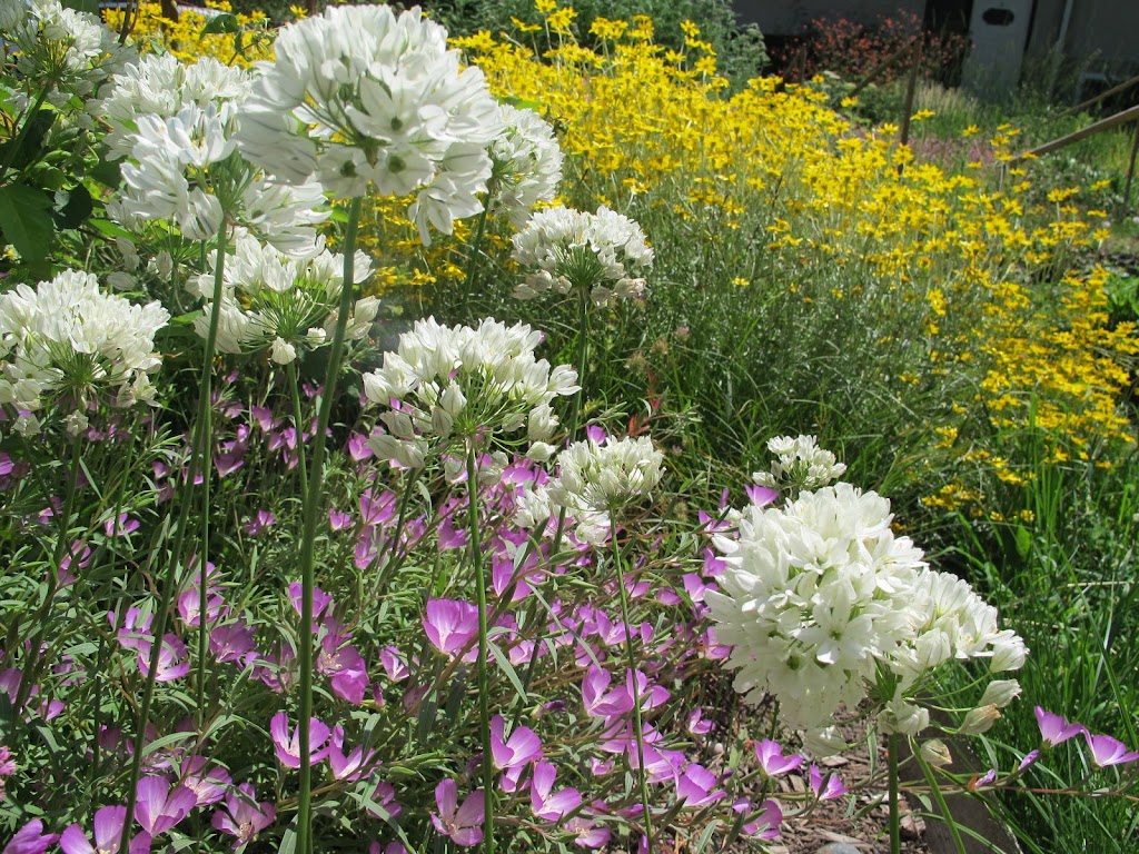 Satinflower Nurseries | 741 Haliburton Rd, Victoria, BC V8Y 1H7, Canada | Phone: (778) 679-3459
