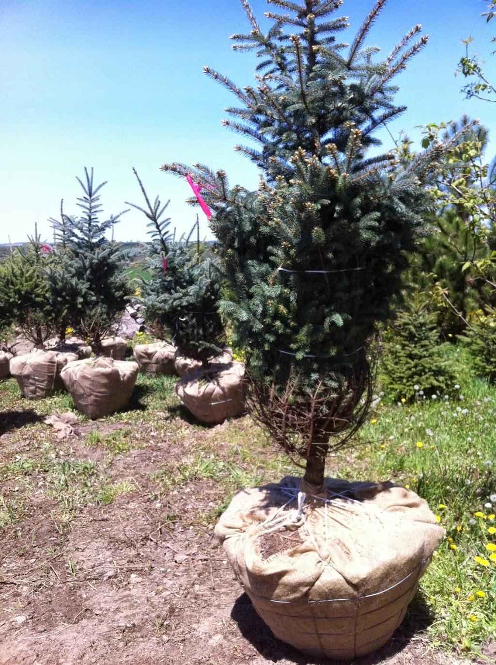 Travelling Trees Ltd | 6144 7 Line, Belwood, ON N0B 1J0, Canada | Phone: (519) 831-6094