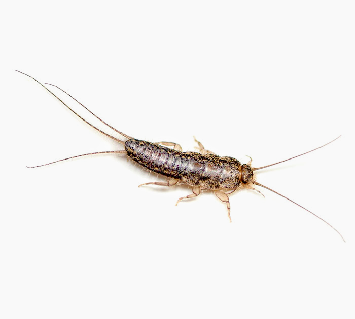 AAA Complete Pest Control | 9858 150 St, Surrey, BC V3R 8H2, Canada | Phone: (778) 970-5786