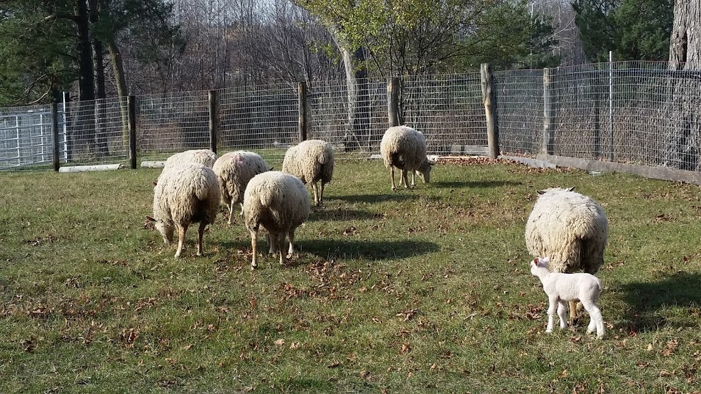 Spruce Hill Farm | 200 Spruce Hill Rd, King City, ON L7B 1A3, Canada | Phone: (416) 669-8765