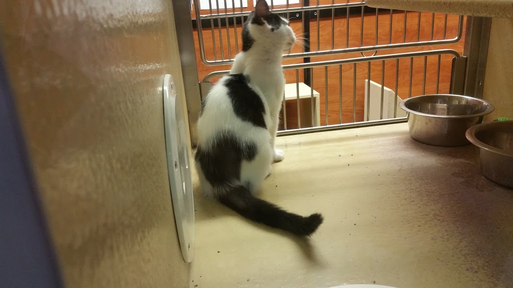 PetSmart | 1615 Regent Ave W, Winnipeg, MB R2C 5C6, Canada | Phone: (204) 222-1669