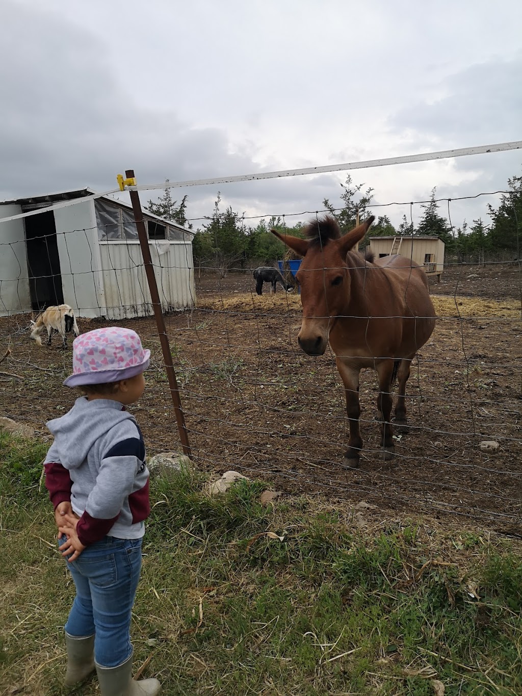 Second Chance Ranch Canada Inc | 6038 2, Odessa, ON K0H 2H0, Canada | Phone: (613) 532-0341