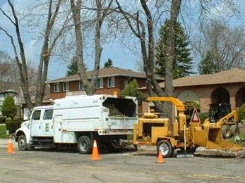 Aesthetic Tree Experts | 572 Hwy 8, Dundas, ON L9H 5E1, Canada | Phone: (289) 244-1617