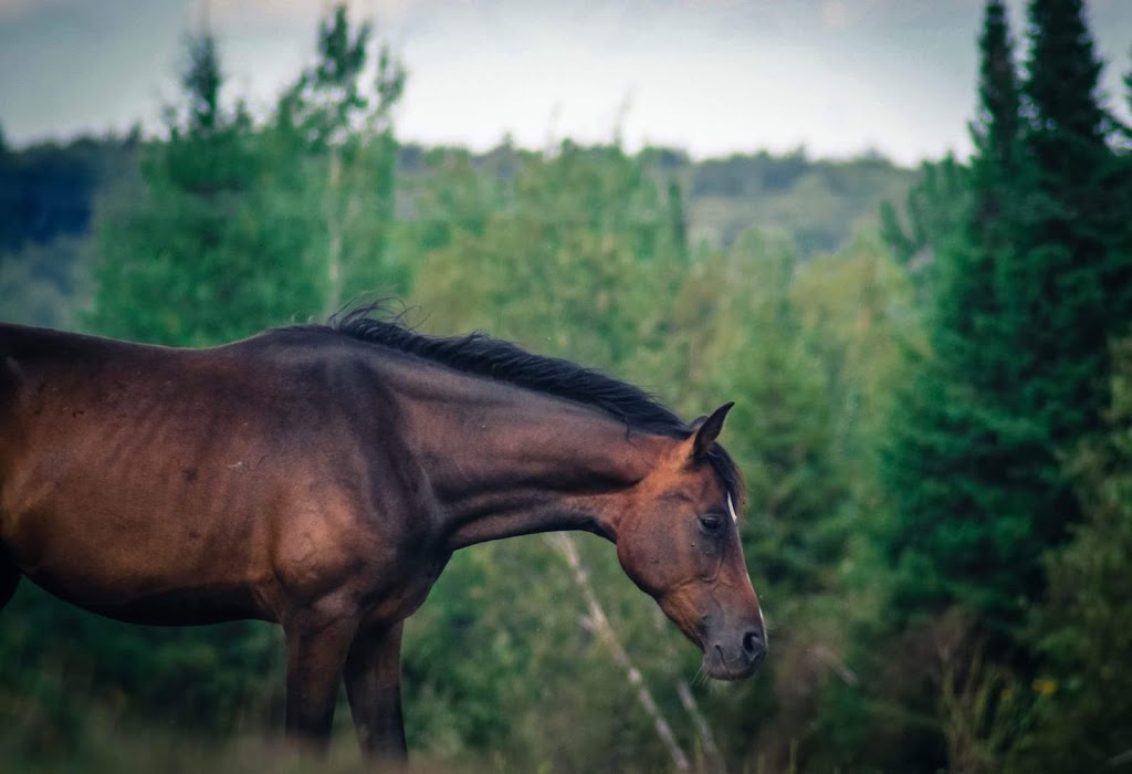 Ferme Brio | 455 Chemin du Petit Brompton, Racine, QC J0E 1Y0, Canada | Phone: (819) 679-3433