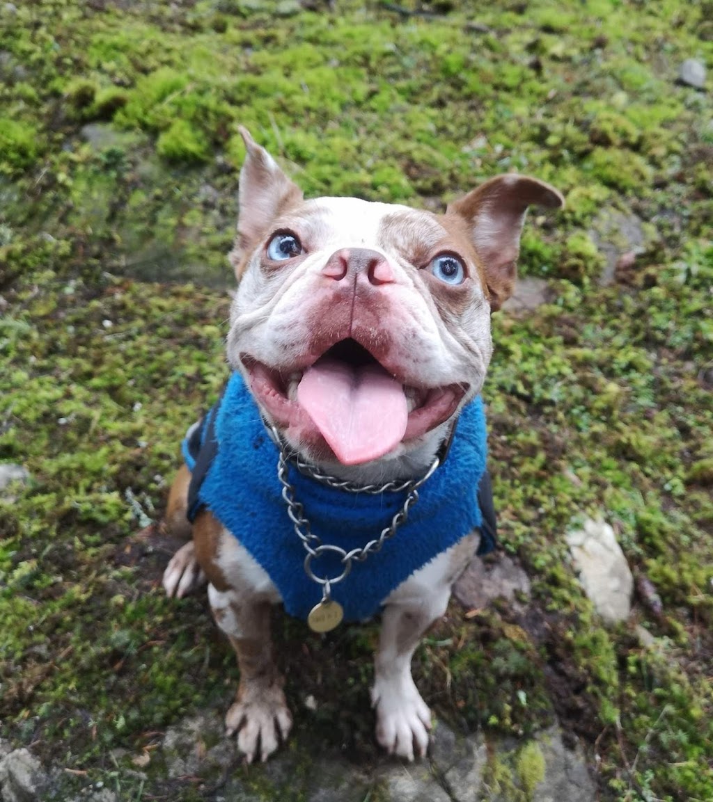 Lucky Dog Adventures and Daycare | 2041 May Ave, Shawnigan Lake, BC V0R 2W3, Canada | Phone: (250) 896-8848
