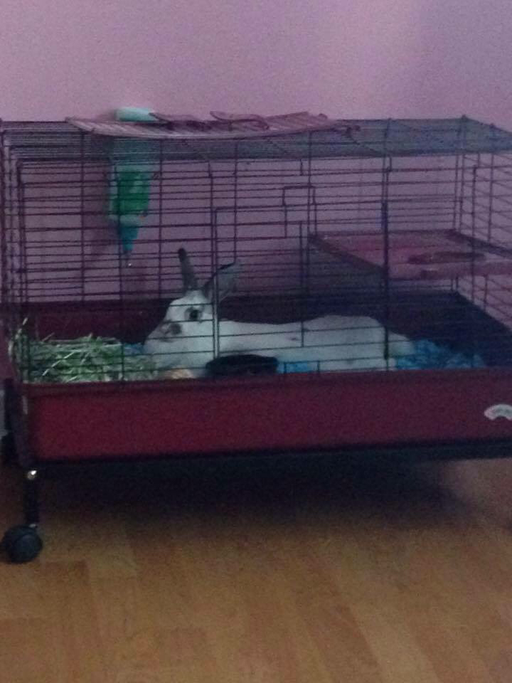 Pet Valu | 87 Robie St, Truro, NS B2N 1K8, Canada | Phone: (902) 893-7577