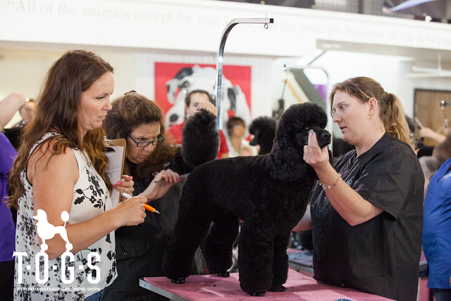 Pooches N Pals Inc. | 356 Lakeshore Rd W, Mississauga, ON L5H 1H3, Canada | Phone: (905) 278-2275
