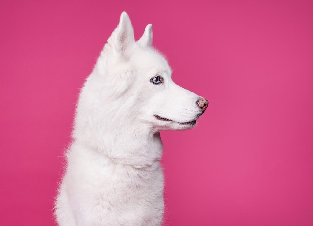 Canine Align Animal Chiropractic @ Nostos | 703 64 Ave SE Unit 170, Calgary, AB T2H 2C3, Canada | Phone: (587) 391-8611