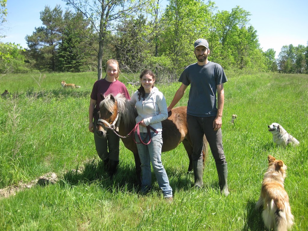 Sunny Meadow Farm | 3073 Flos Rd 5 W, Phelpston, ON L0L 2K0, Canada | Phone: (705) 322-2304