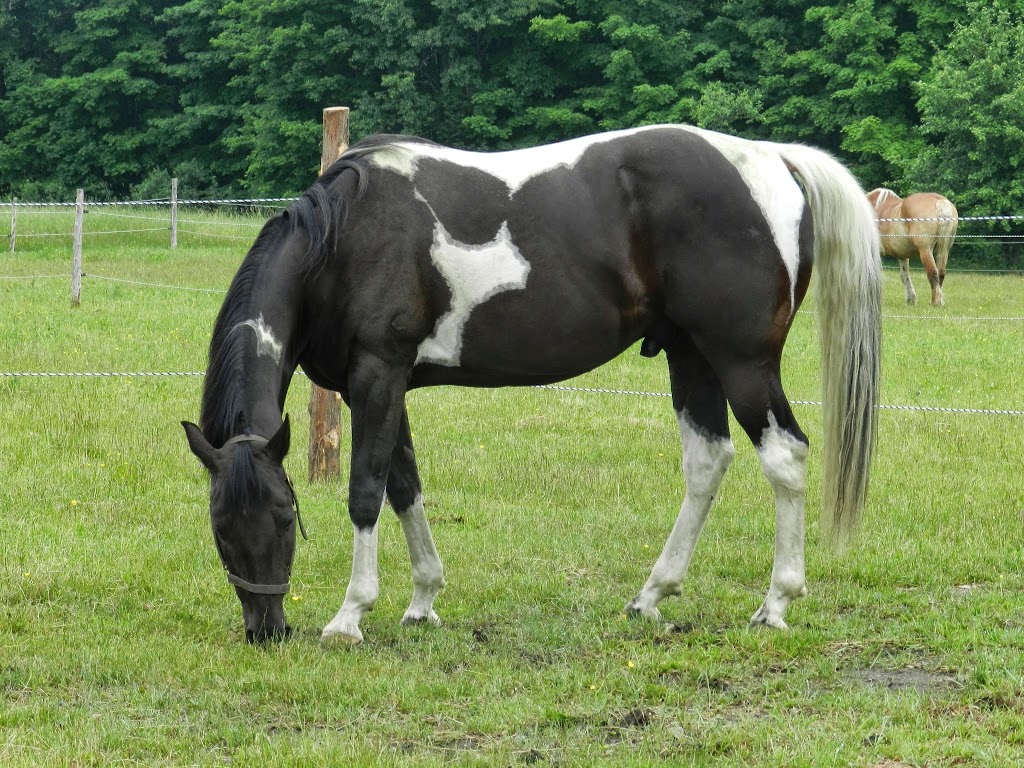Reining Hope AEAAT LLC and Reining Hope THP LTD a 501(c)3 Non-pr | 574 Sunset Dr, Morgan, VT 05853, USA | Phone: (802) 895-9166