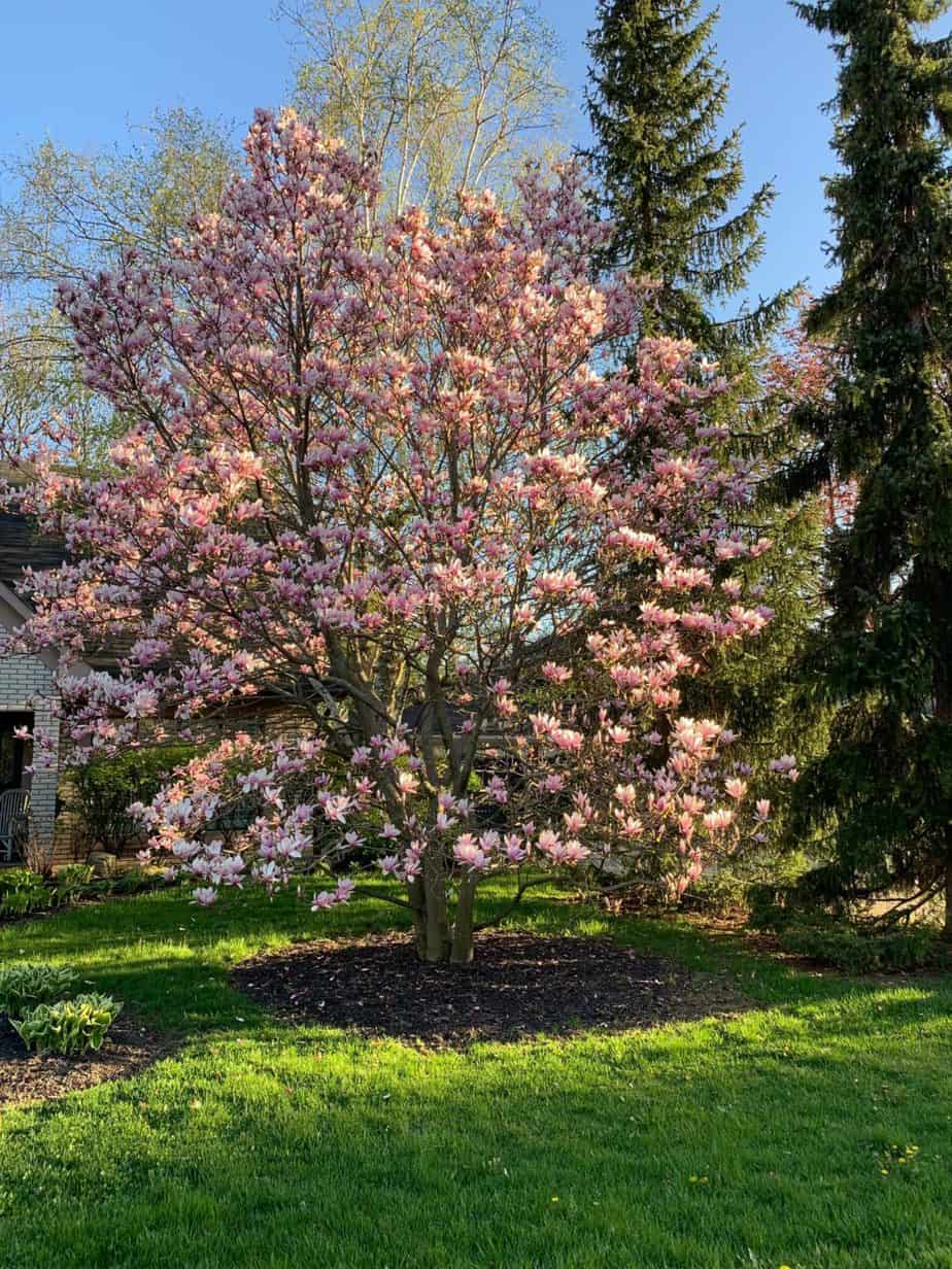 Broadleaf Landscaping and Snow Removal | 640 Mud St E, Stoney Creek, ON L8J 3C8, Canada | Phone: (905) 516-6711
