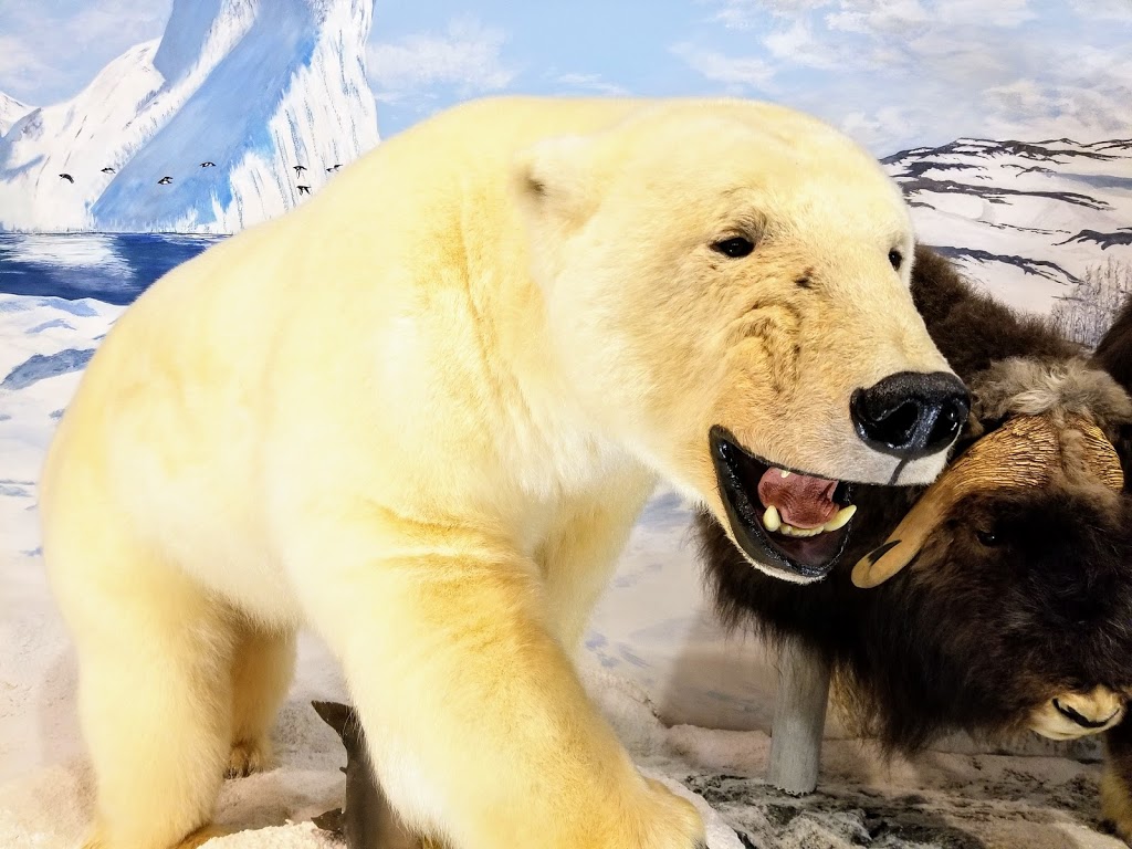 Sundre Museum & Wildlife Exibit | 211 1 Ave SW, Sundre, AB T0M, Canada | Phone: (403) 638-3266