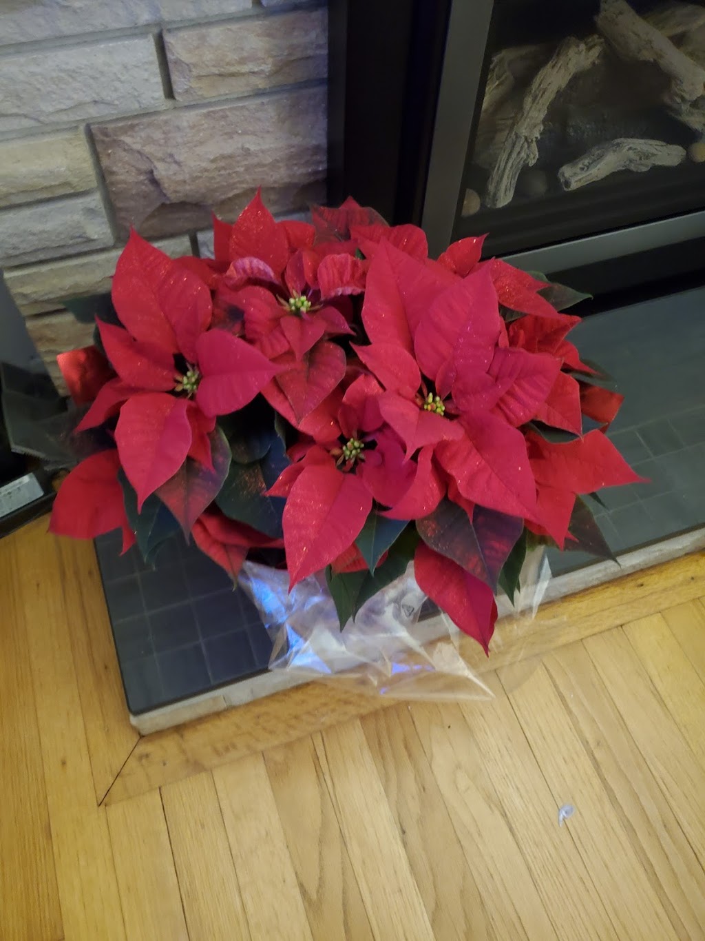 Forest Glen Greenhouse | 664 Brentwood Rd, Brookfield, NS B0N 1C0, Canada | Phone: (902) 673-3387