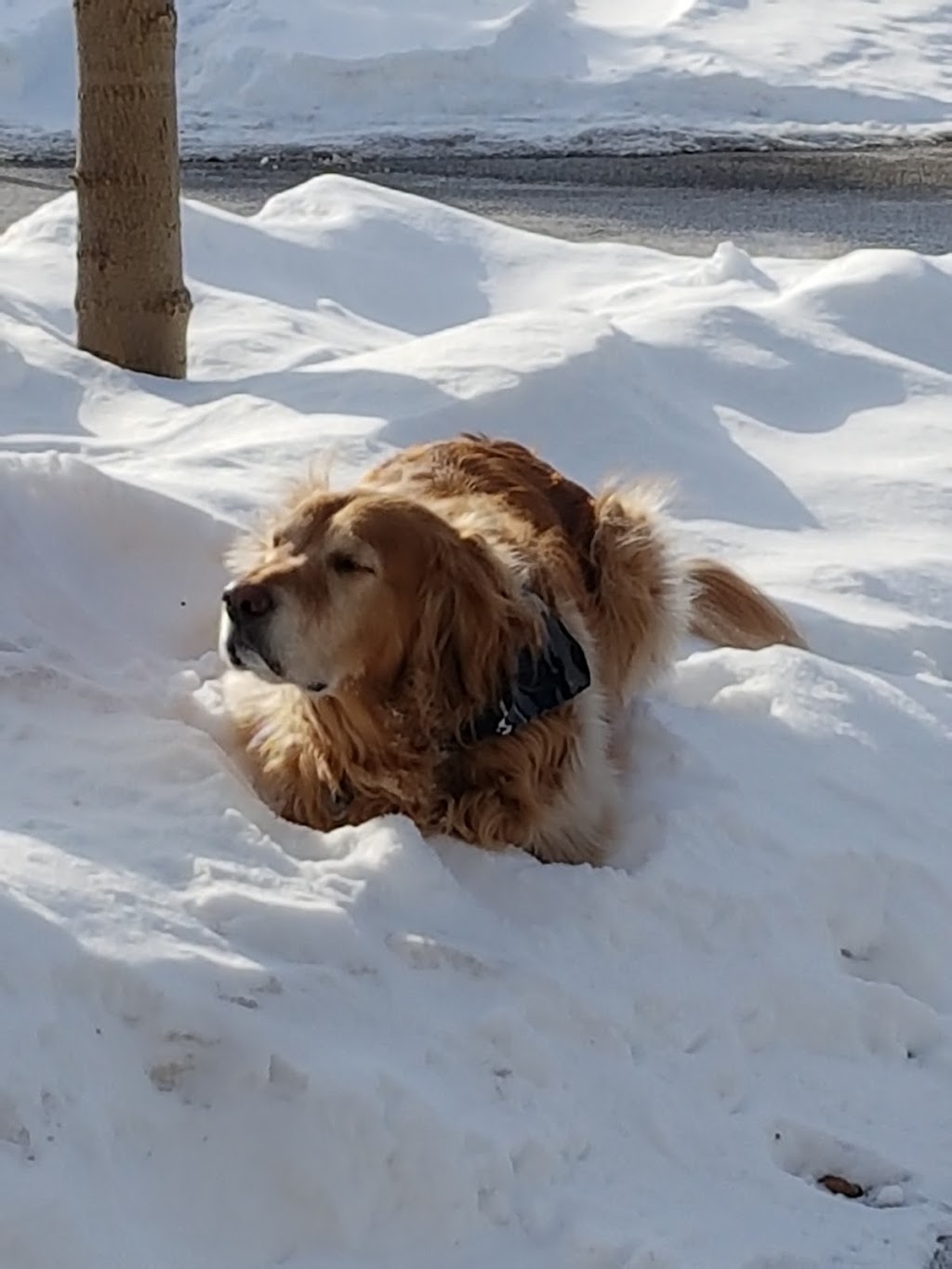 Pet Valu | 1080 Wilson St W, Ancaster, ON L9G 3K9, Canada | Phone: (905) 304-9695