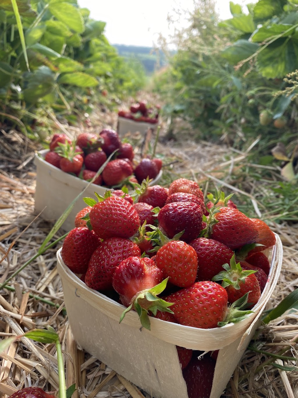 Coffins Berry Farm | 2255 PE-214, Mount Stewart, PE C0A 1T0, Canada | Phone: (902) 676-2975