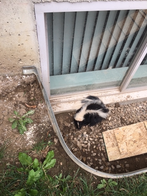 Gunning Wildlife Removal & Pest Control | 124 Ottawa Ave, Woodstock, ON N4T 0H9, Canada | Phone: (519) 421-2677