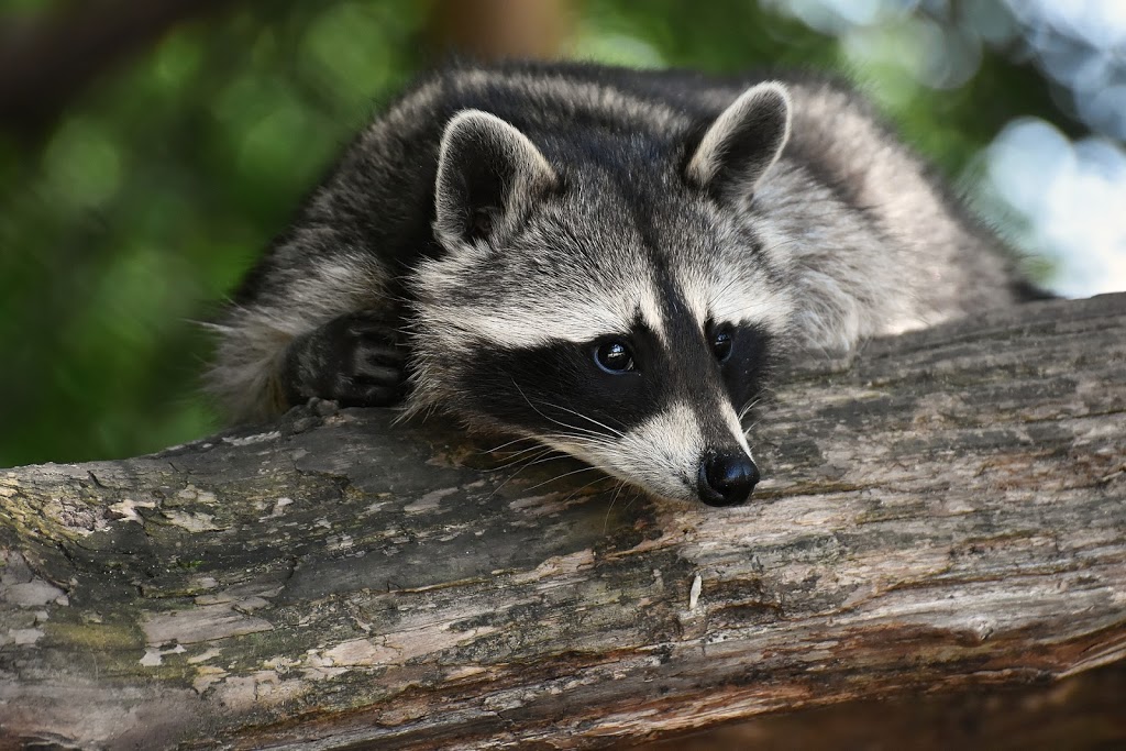Nuisance Wildlife Removal | 257 N Indian Rd, Hastings, ON K0L 1Y0, Canada | Phone: (705) 930-9883