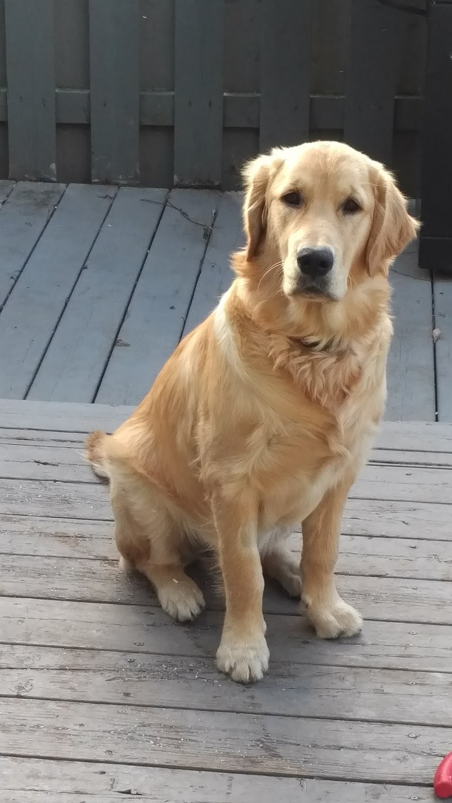Chedoke Animal Hospital | 1288 Mohawk Rd, Ancaster, ON L9G 3K9, Canada | Phone: (905) 648-4747