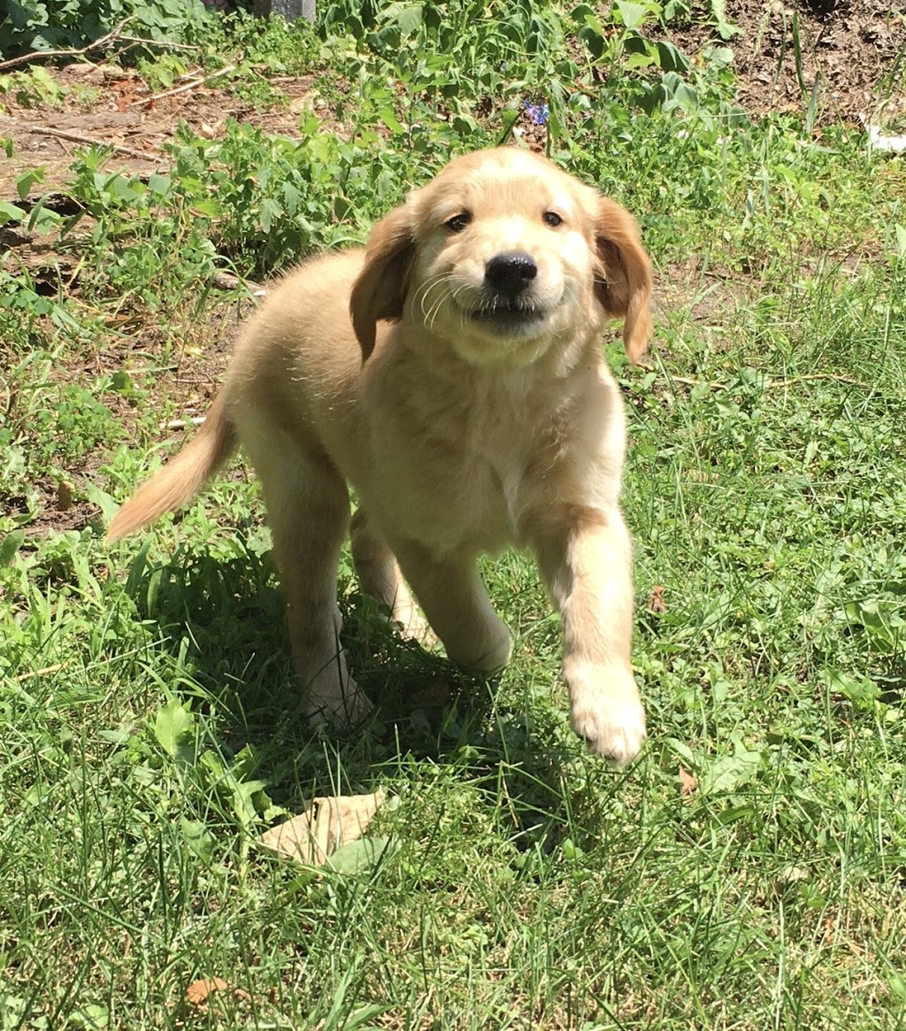 Maple Trails Boarding Kennel | 4278 Hogg Valley Rd, Victoria Harbour, ON L0K 2A0, Canada | Phone: (705) 534-3300