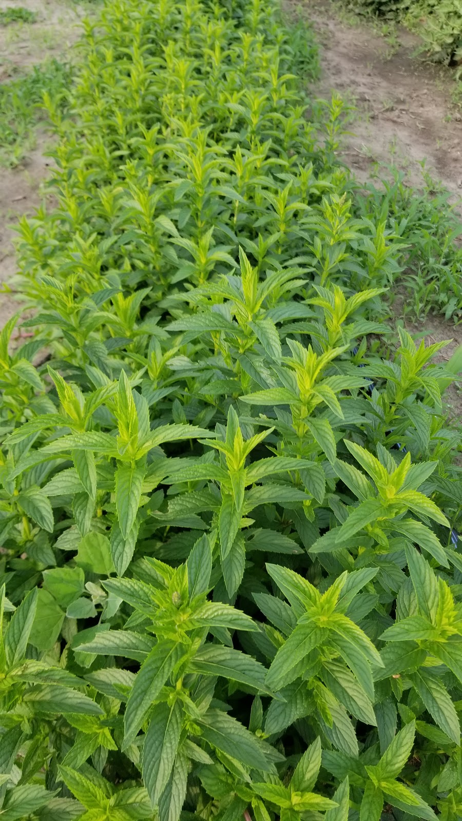Les jardins de Mascouche | 1412 Chem. de la Côte Georges, Mascouche, QC J7K 3C2, Canada | Phone: (438) 880-9575