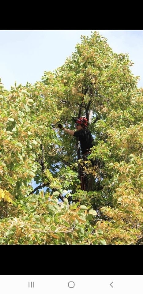Wild Side Tree Care | 1724 Douglas Glen Grove SE, Calgary, AB T2Z 3A6, Canada | Phone: (587) 575-3474