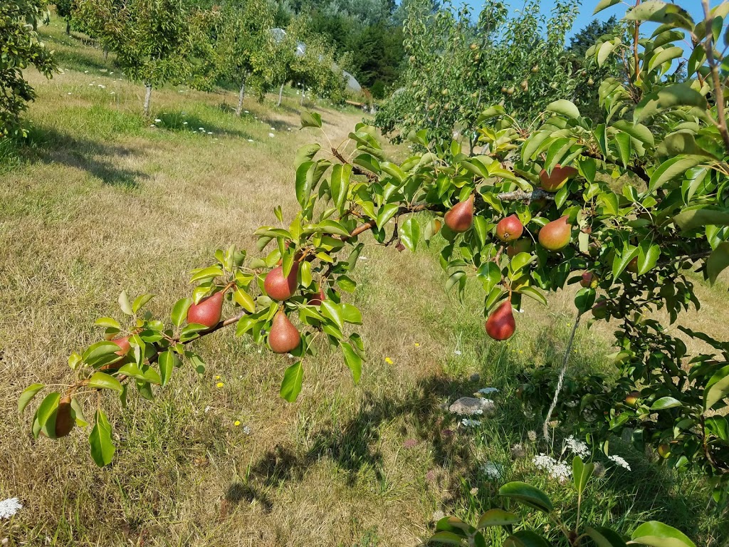 Sweet Earth Farm | 16 Sweet Earth Ln, Friday Harbor, WA 98250, USA | Phone: (360) 378-6690