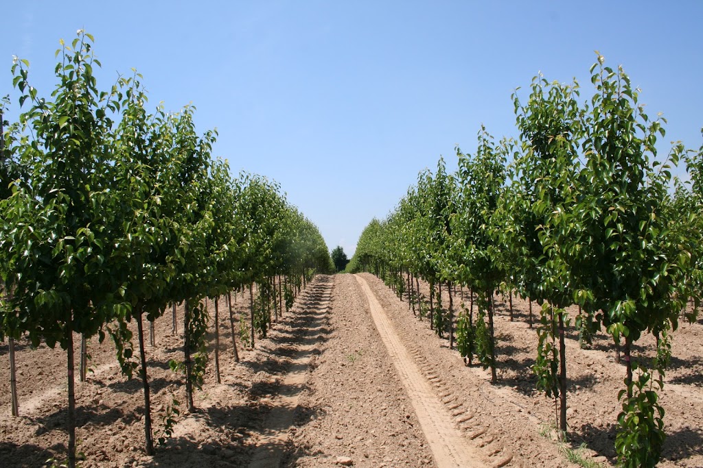 AVK Nursery Holdings Inc. | 1724 Concession 4 W, Rockton, ON L0R 1X0, Canada | Phone: (519) 647-3997