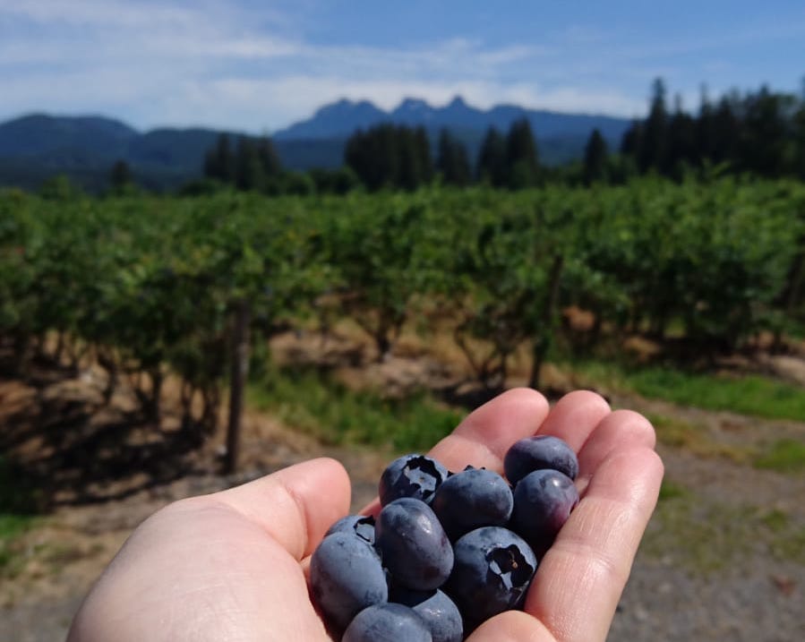 Biln Farms Blueberry Stand | 4350 Oliver Rd, Coquitlam, BC V3E 3H6, Canada | Phone: (604) 866-4056