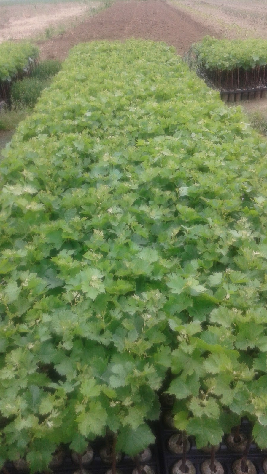 Northshore Grapevine Nursery | 1340 County Rd 13, Harrow, ON N0R 1G0, Canada | Phone: (519) 324-1324