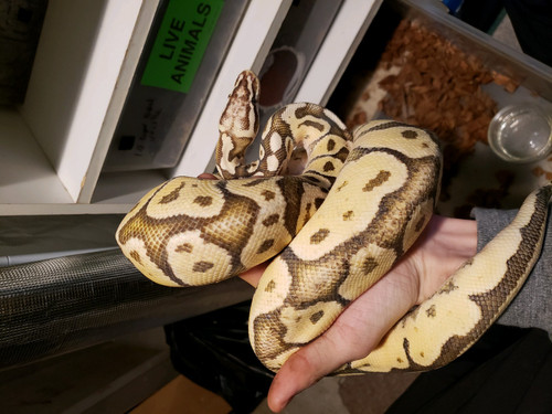 Jungle Hut Exotics pets and supply | 266 Hamilton Rd, London, ON N5Z 1R3, Canada | Phone: (519) 494-9607