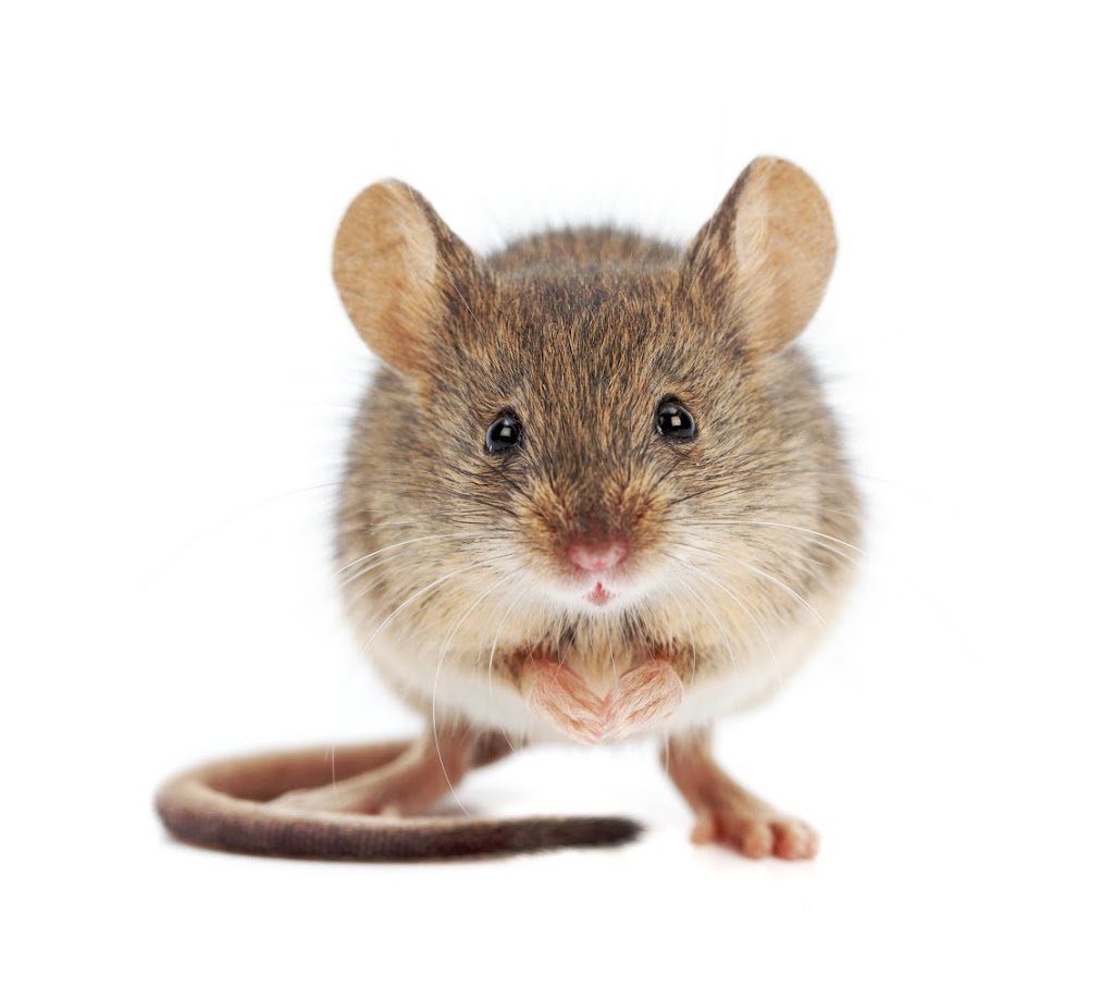 Tremblett Pest Control | 11 Taylor Dr, Barrie, ON L4N 8K7, Canada | Phone: (705) 300-2114