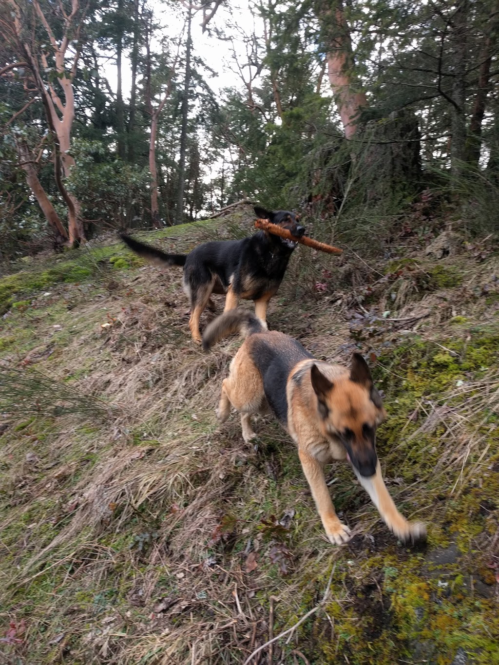 South Cowichan Off-Leash Dog Park | Empress Rd, Cobble Hill, BC V0R 1L2, Canada
