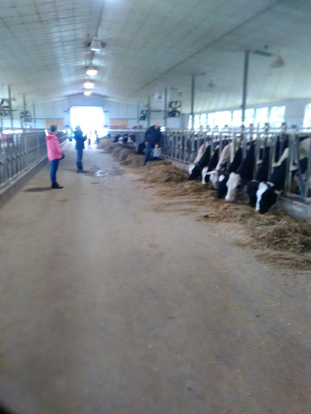 Birkstead Holsteins Inc | 7572 Side Rd 5, Elora, ON N0B 1S0, Canada | Phone: (519) 766-2188